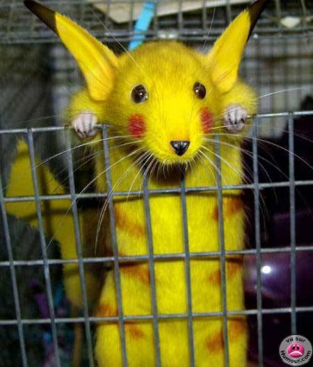 sa c mon pok&eacute;mon pikachu !!! non jrigole